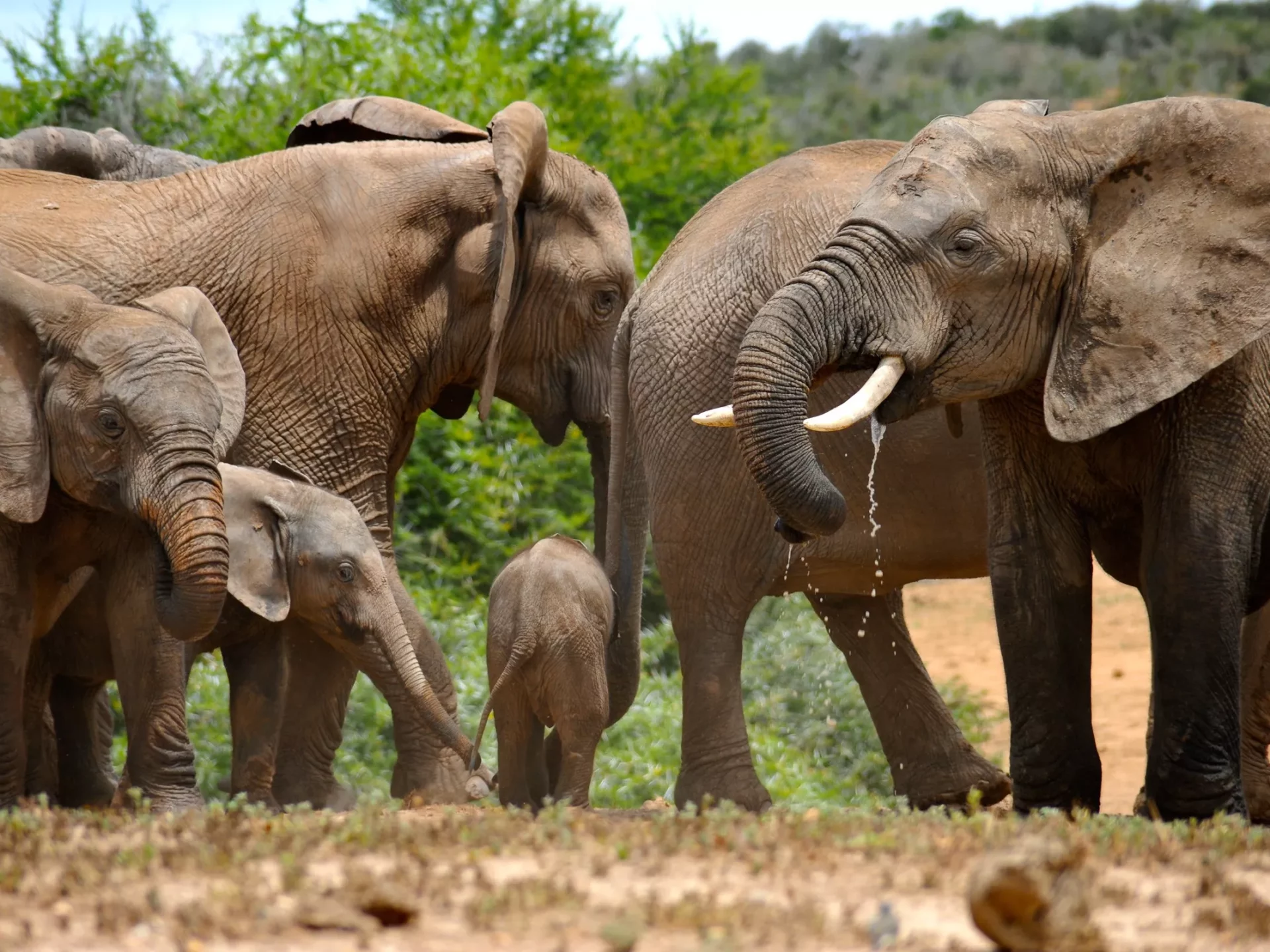 Eine Elefanten-Familie