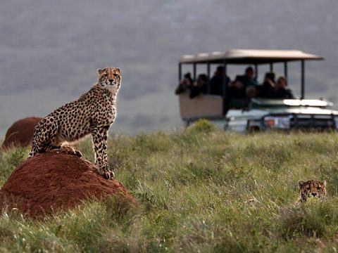 Geparden im Amakhala Game Reserve