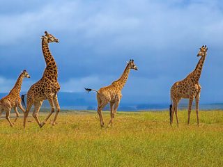 Giraffen im Kruger NP