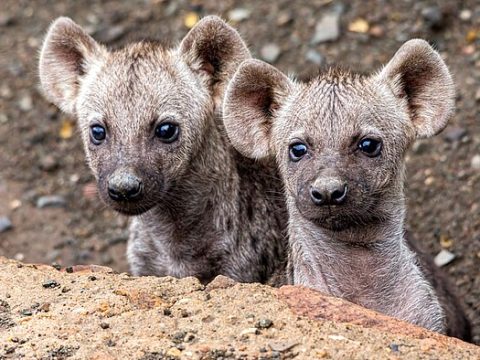 Neugierige Hyänen-Jungen