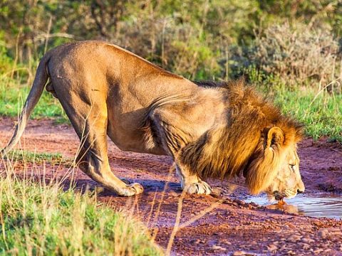 Löwe an einer Wasserstelle