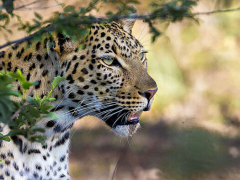 Leopard im Kruger NP