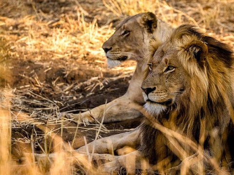 Löwenpaar im Kruger NP