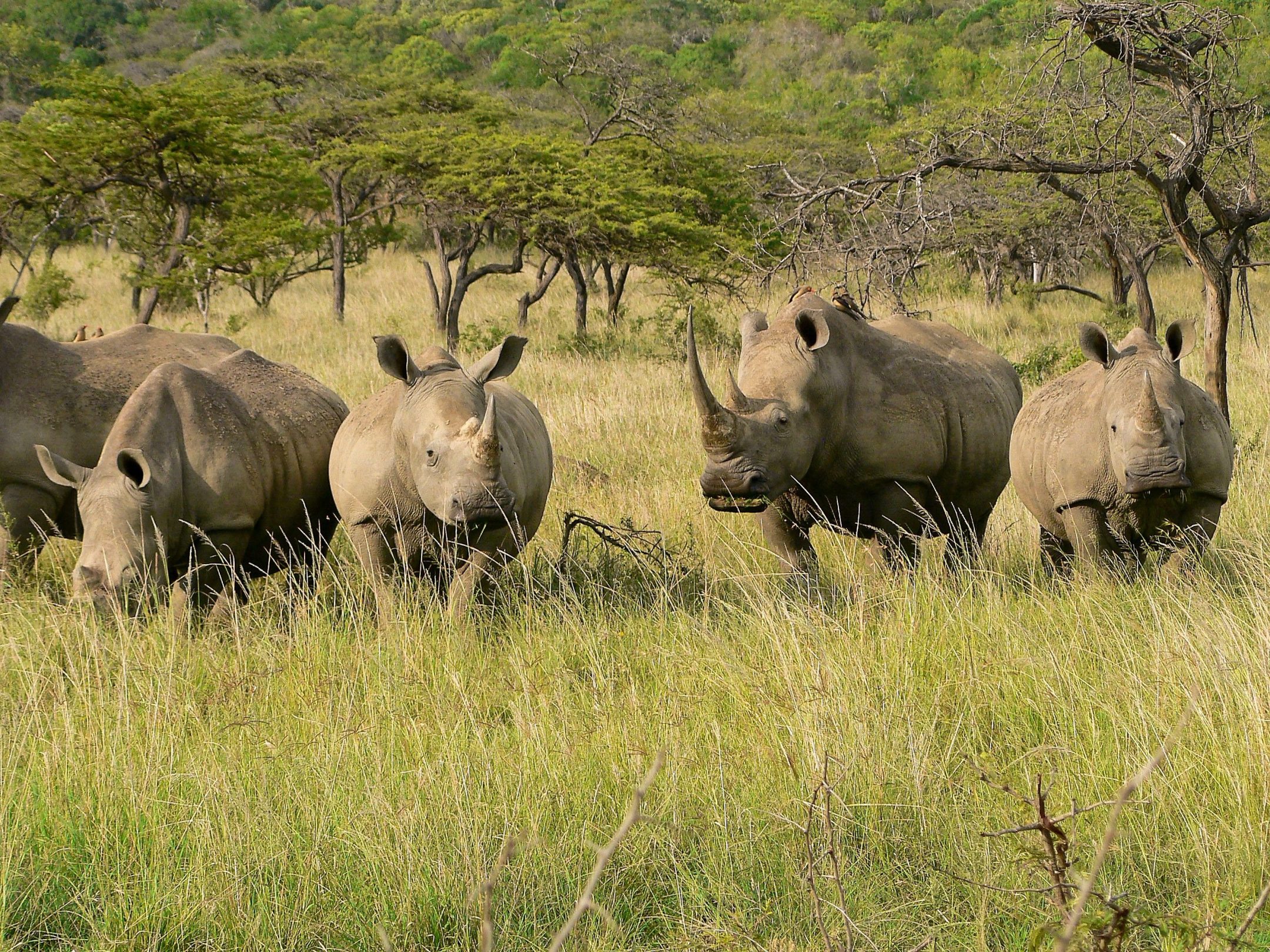 Nashörner im Mkuze Wildreservat