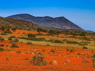 Die berühmte Namaqualand-Blüte