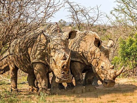 Nashörner im Hluhluwe-iMfolozi-Reservat