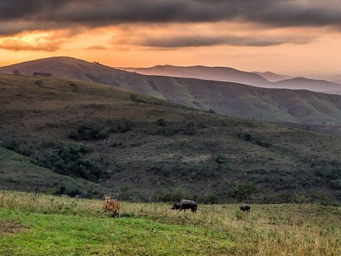 Highveld: Nyala-Gnus