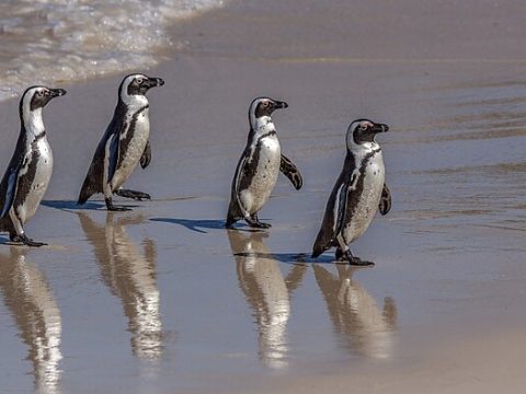 Bettys Bay: Pinguine