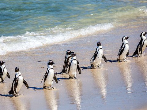 Pinguine in Reihe und Glied