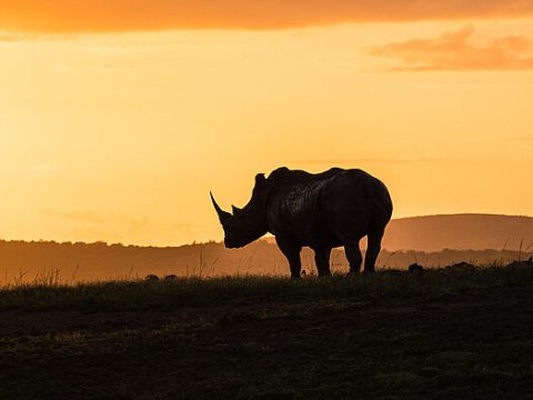 Nashorn im Hluhluwe-Reservat