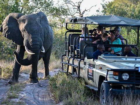 Safari im Kruger NP