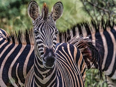 Zebras im Kruger NP