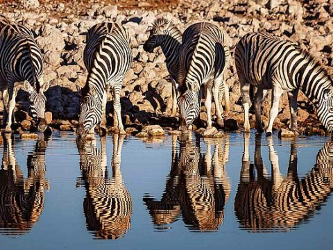 Zebras an einer Wasserstelle