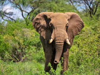 Ein Elefant nimmt die Witterung auf