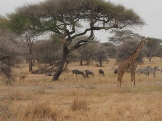 Zebras und Giraffe