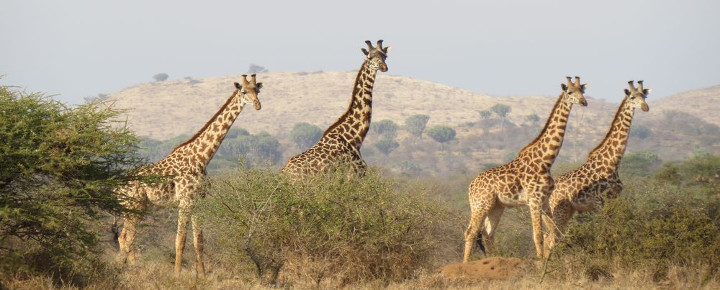 Serengeti - Safari mit Kindern