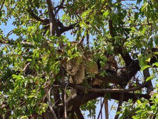 Löwin im Baum