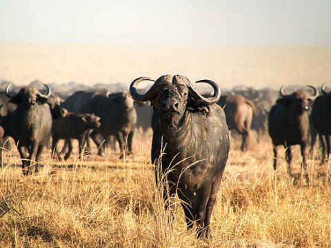 Büffel-Herde im Ruaha NP