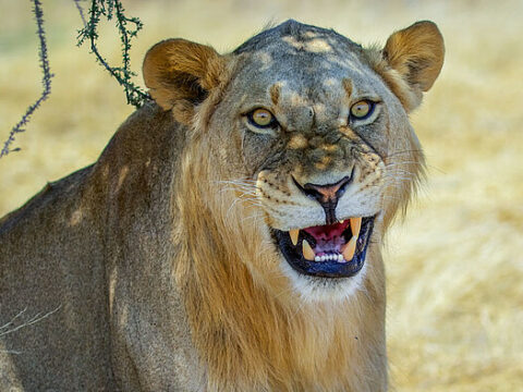 Löwin im Ruaha NP