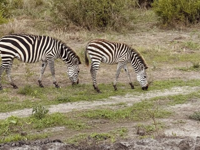 Zebras im Tarangire NP