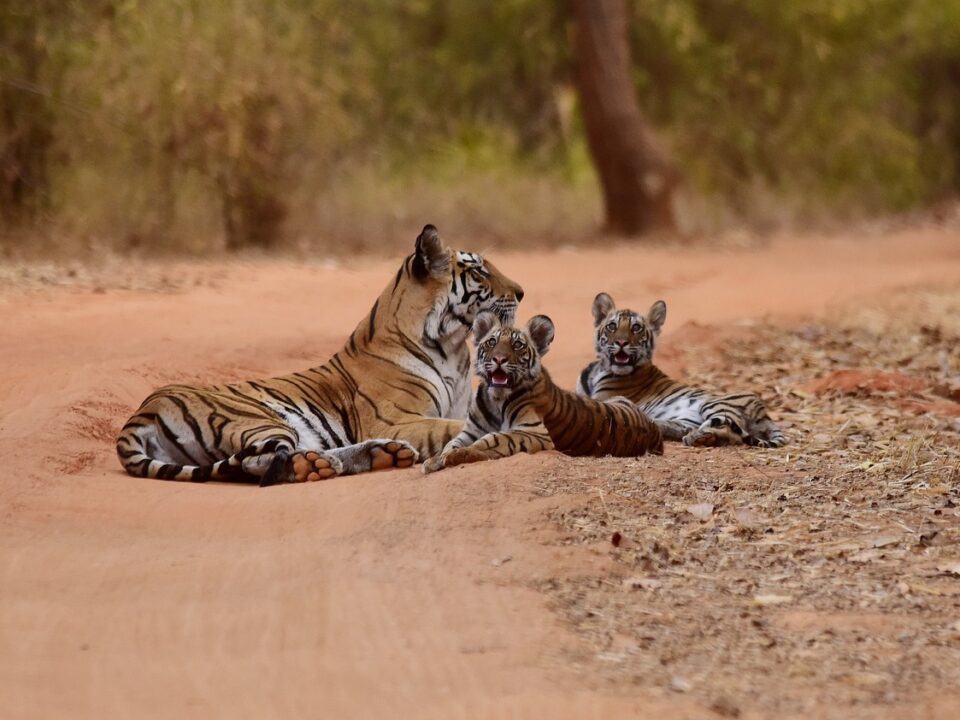Tigerfamilie