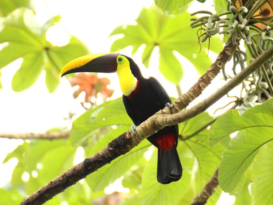 Tukan