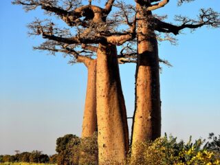 Baobab-Bäume