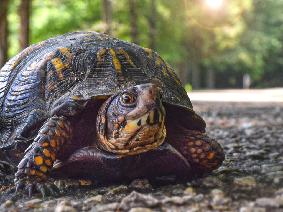 Schildkröte