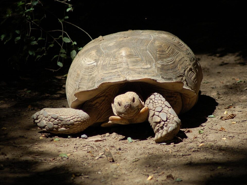 Schildkröte