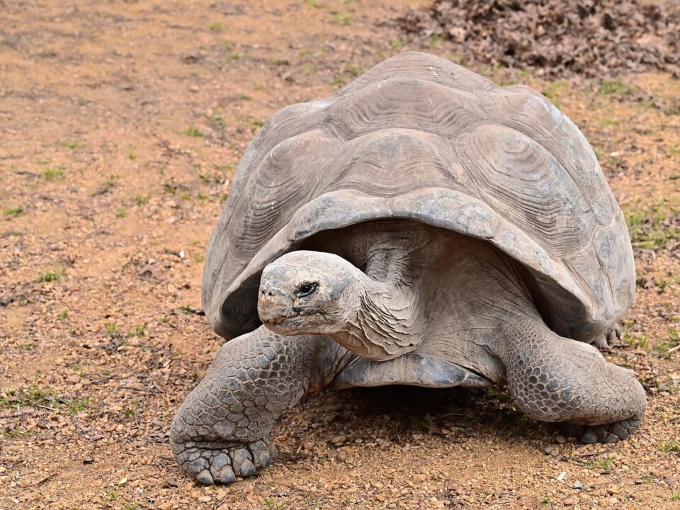 Riesenschildkröte