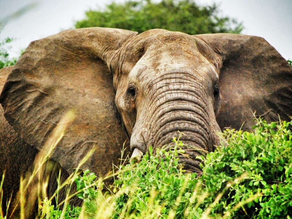 Elefant