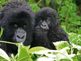 Gorilla-Mutter mit Kind