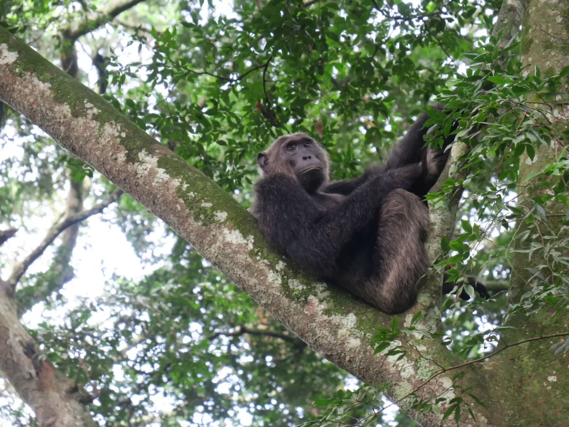 Schimpanse in der Kyambura-Schlucht