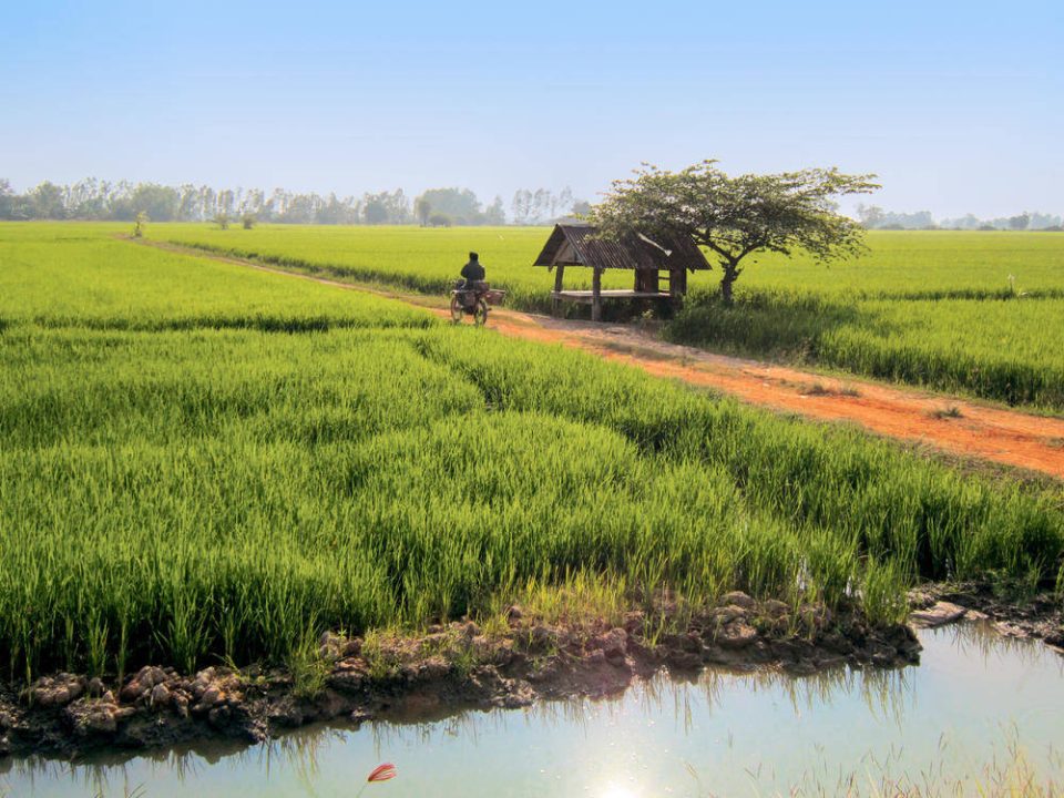 Reisfelder auf dem Weg nach Lampang