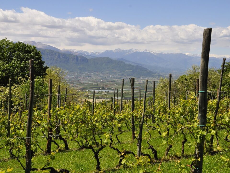 Weinanbau im Piemont