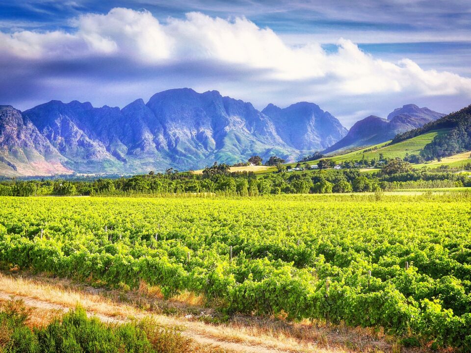 Weinanbau in Südafrika