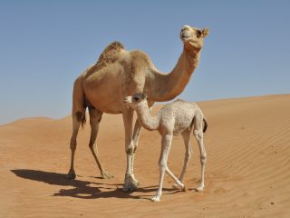 Kamelmutter mit Jungem