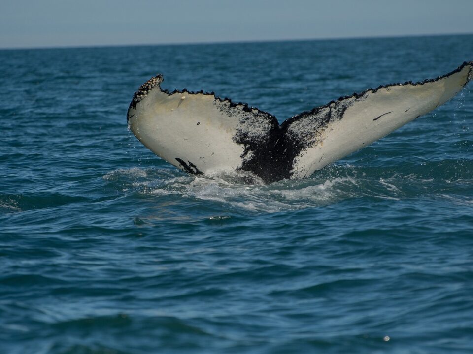 Walfluke