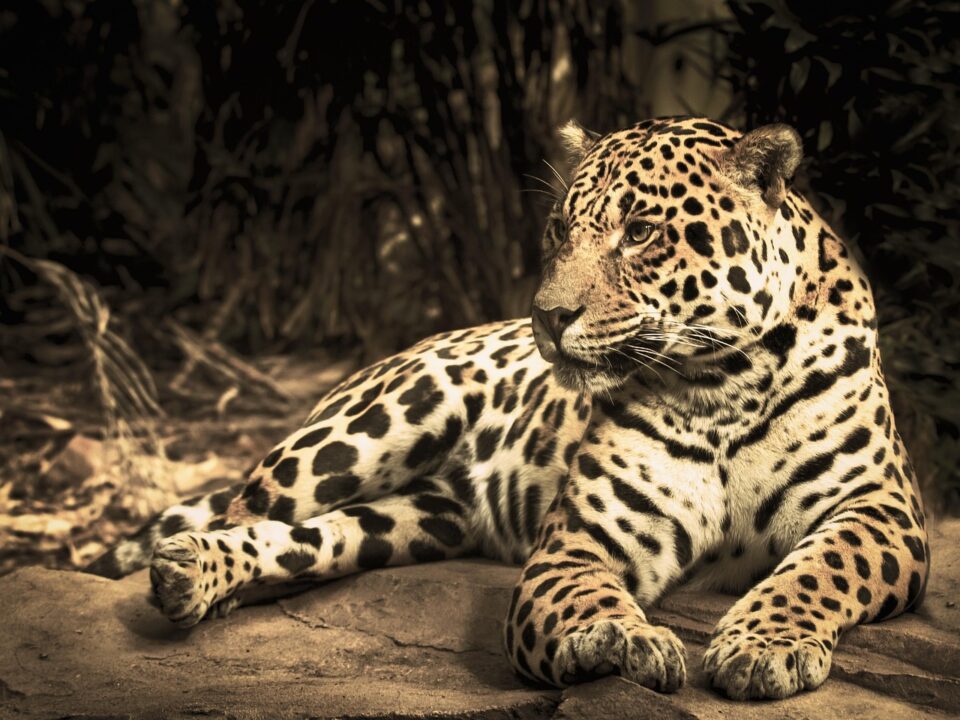 Jaguar
