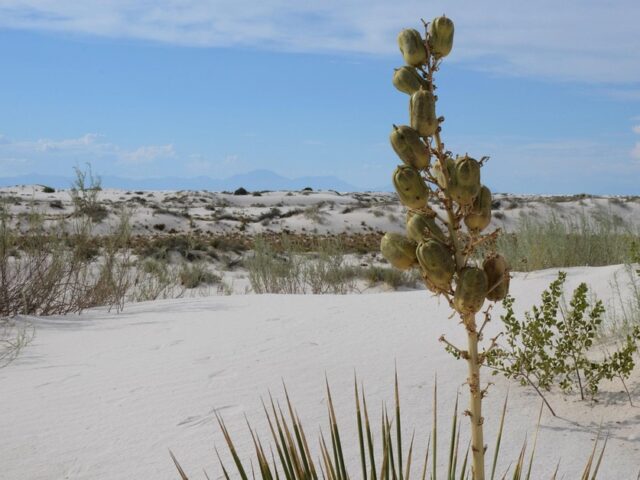 Yucca in der Wüste
