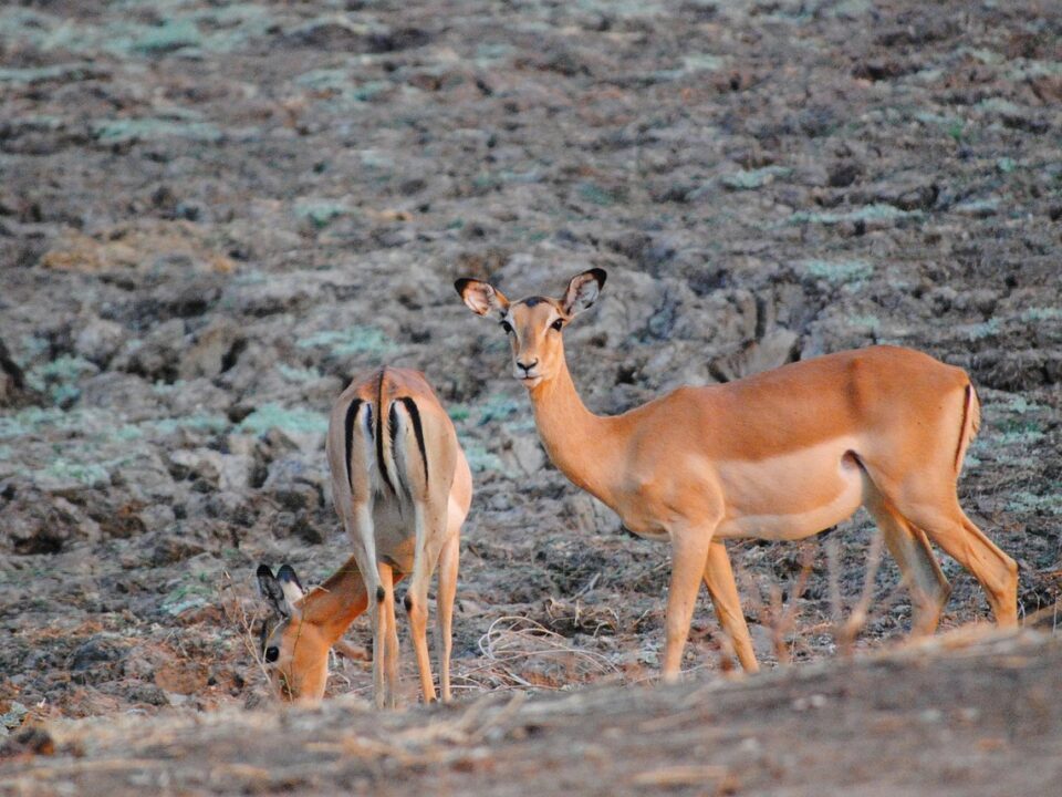 Impalas