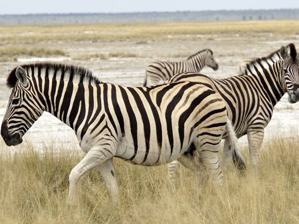 Zebras