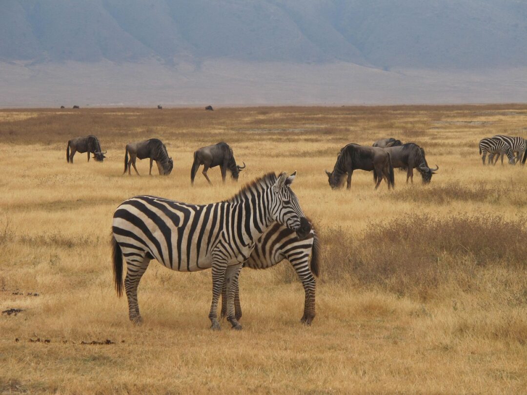 Zebras und Büffel