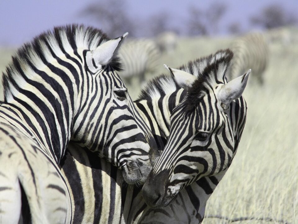 Zebras