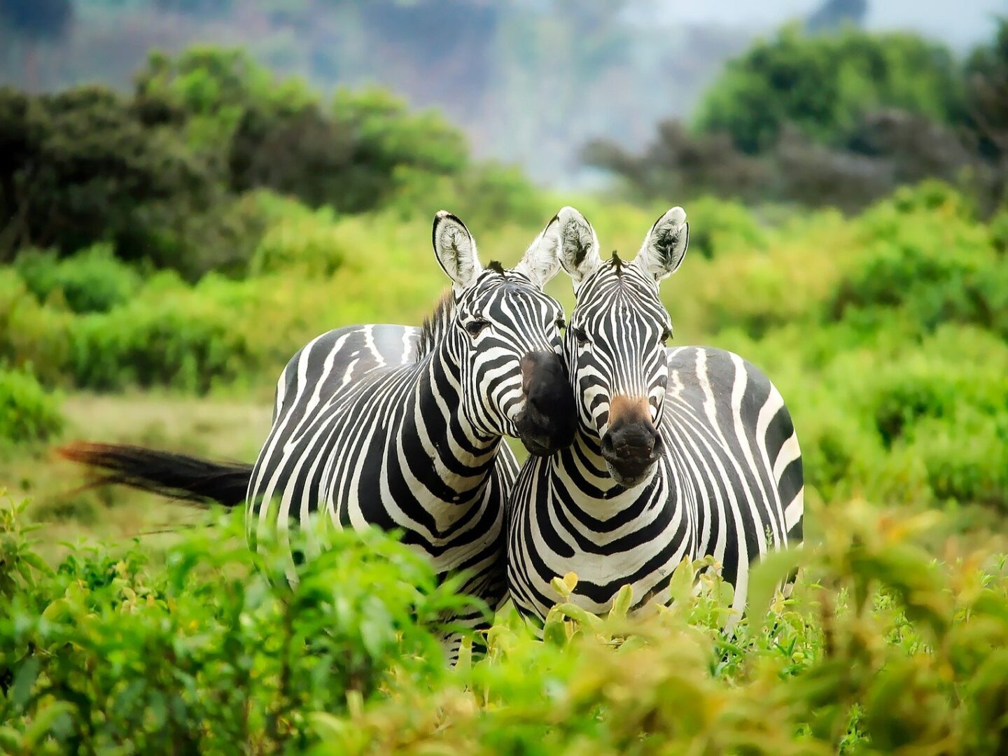 Zebras