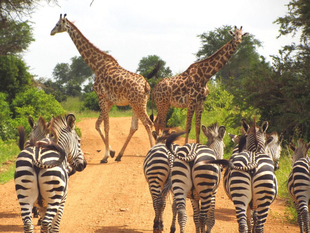 Zebras und Giraffen