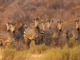 Zebras im Etosha NP